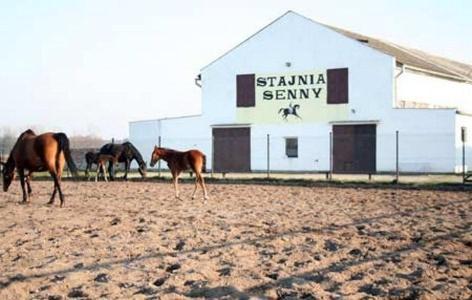 Noclegi Przy Stajni Senny - Horse Riding Łeba Dış mekan fotoğraf