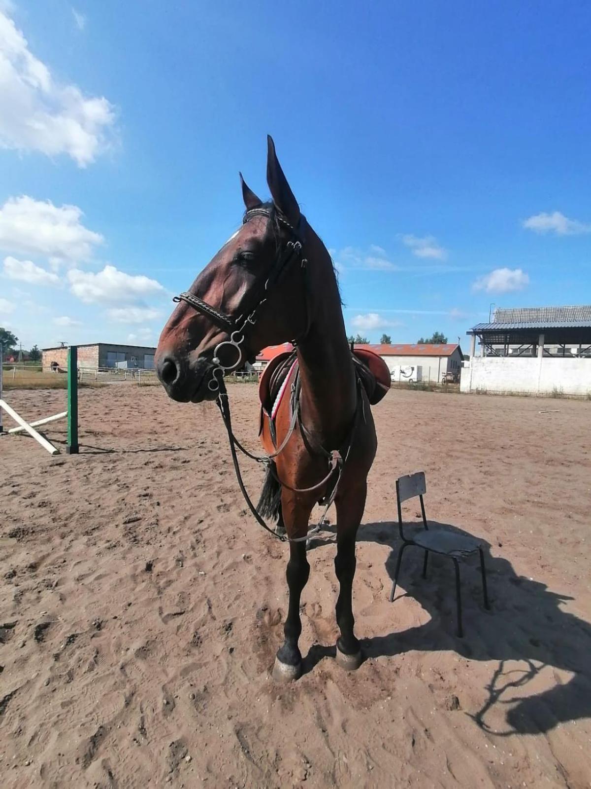 Noclegi Przy Stajni Senny - Horse Riding Łeba Dış mekan fotoğraf
